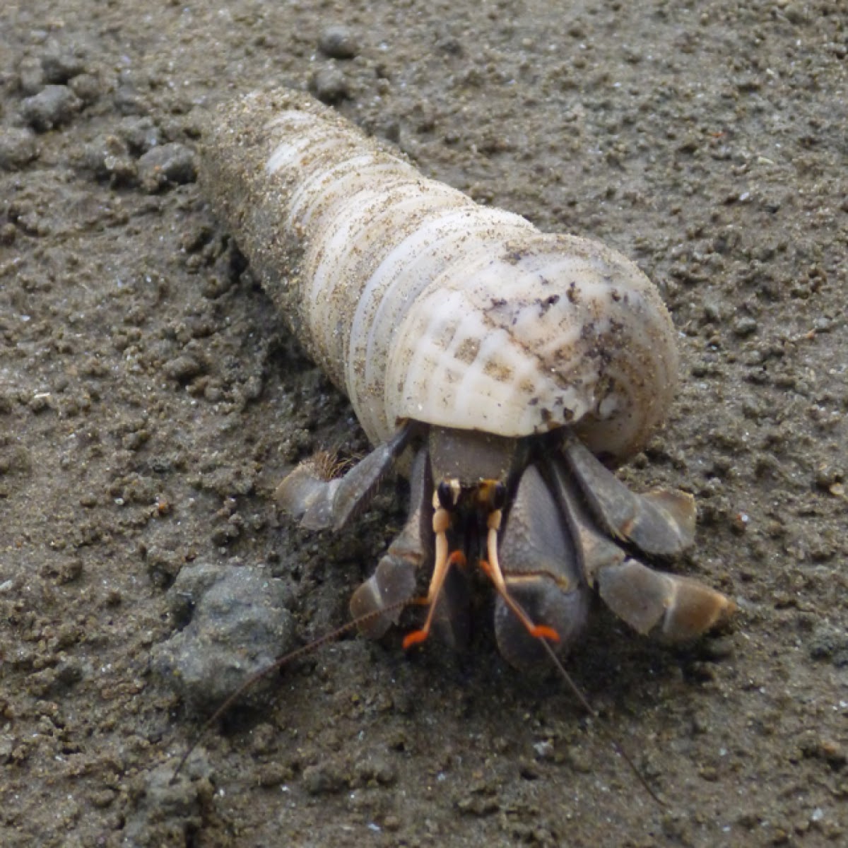 Hermit crab