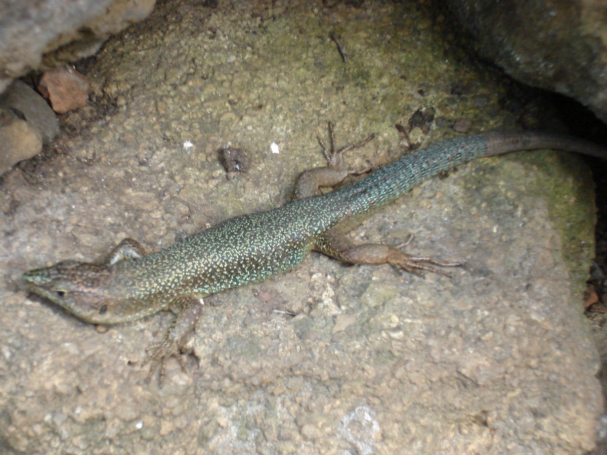 Madeiran Wall Lizard