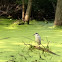 Black-crowned Night Heron