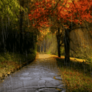 Rain In Autumn Live Wallpaper.apk 3.5