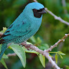 Swallow Tanager