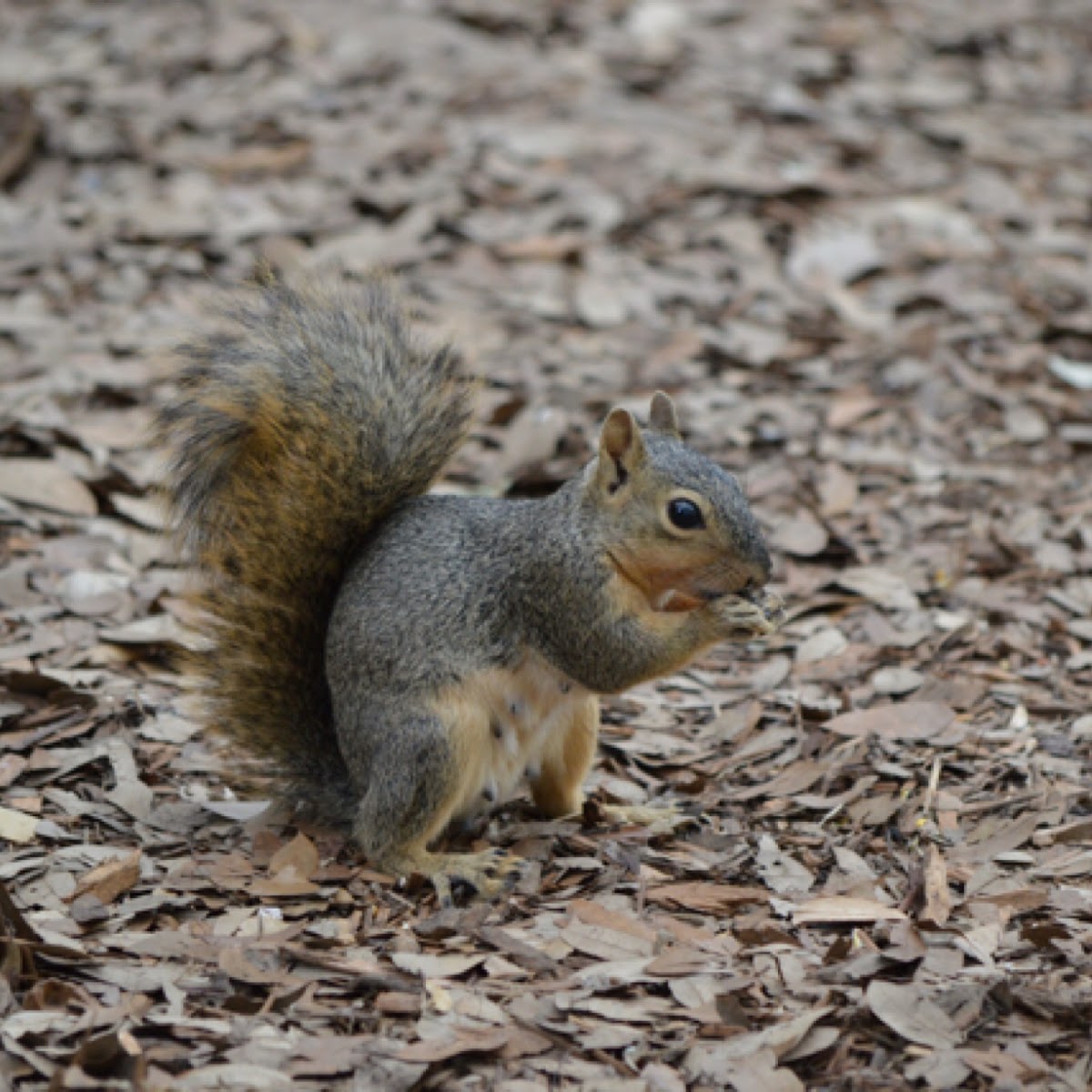 Fox Squirrel