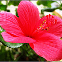 Hibiscus rosa - sinensis