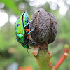 Asian jewel bug