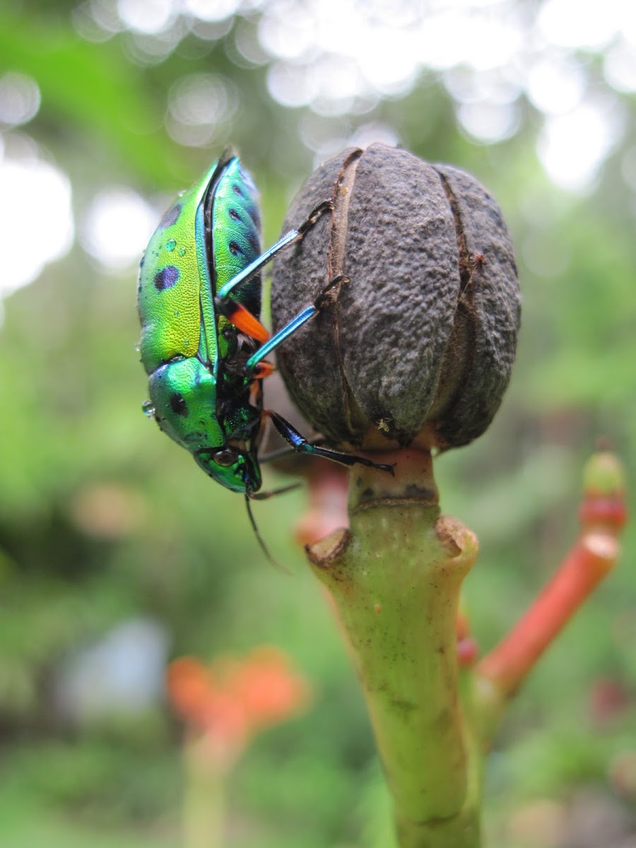 Asian jewel bug