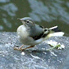 Grey Wagtail babies