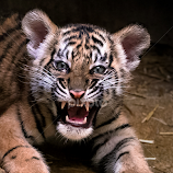 Tiger teenie by Renos Hadjikyriacou -  