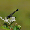 Common Thread Waisted Wasp