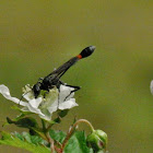 Common Thread Waisted Wasp