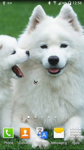 Puppies Live Wallpaper