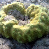 Lobe Coral