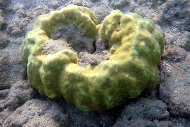 Lobe Coral