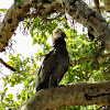 African Harrier-Hawk (young)