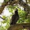 African Harrier-Hawk (young)