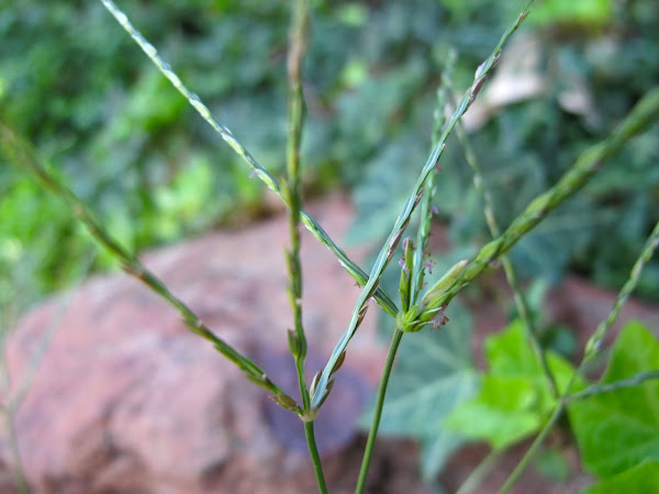 Bermuda Grass | Project Noah
