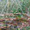 Stick grasshopper