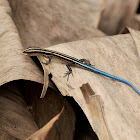 Pacific Bluetail Skink