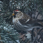 Common Redpoll