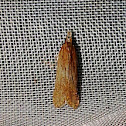 Palmerworm Moth