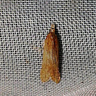 Palmerworm Moth