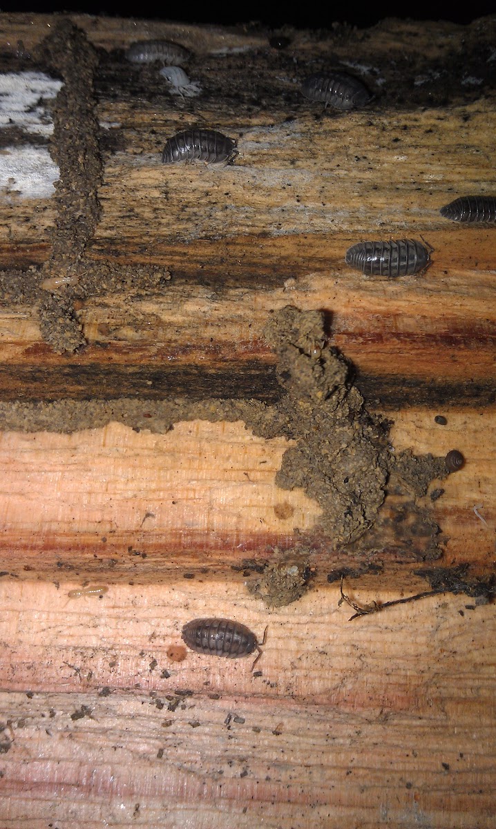 Eastern subterranean termite