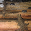 Eastern subterranean termite