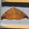 Arched Hooktip Moth
