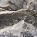 American Cliff Swallow (Nest)