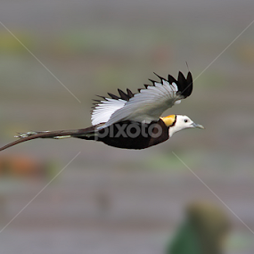 The Pheasant-tailed Jacana by Sharad Agrawal - Animals Birds