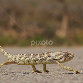Chameleon by Prasad Kotian - Animals Reptiles