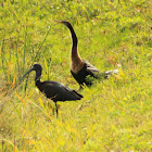 Glossy Ibis and Anhinga (female)