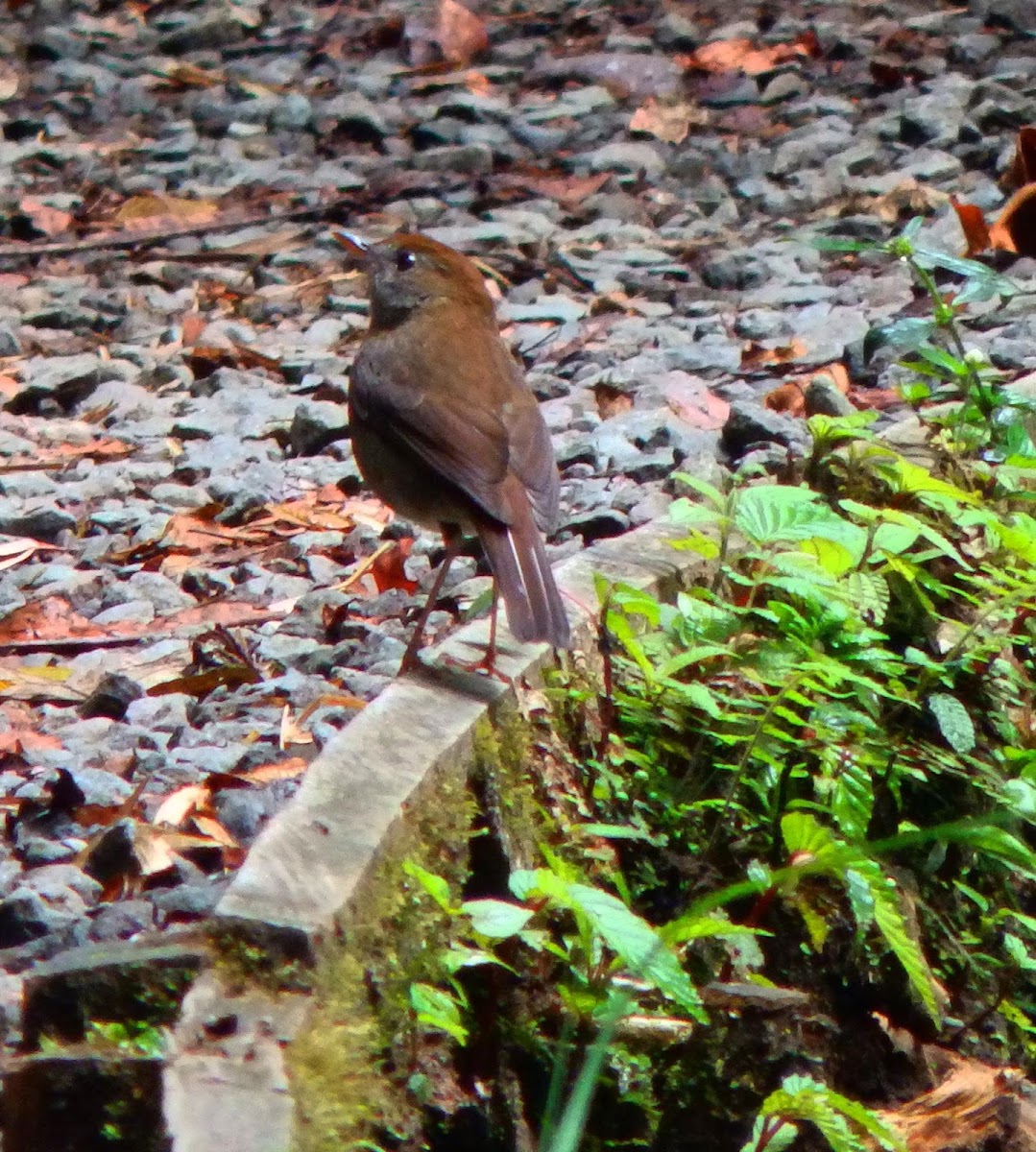 Ruddy-capped Nightingale thrush