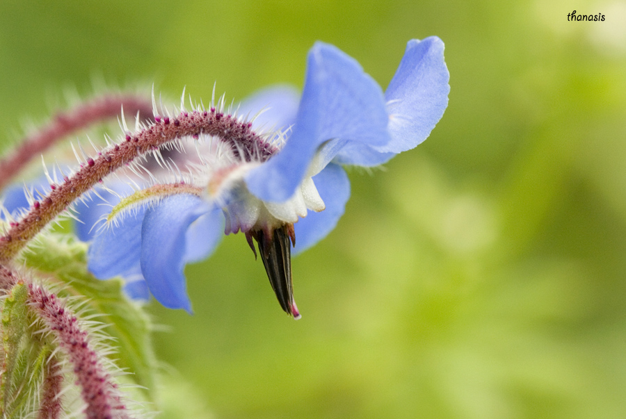 Borage