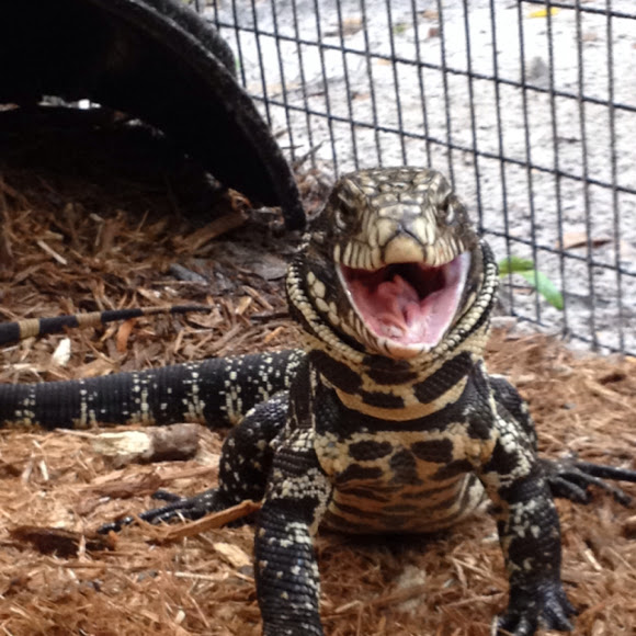 Argentine Black and White Tegu Project Noah