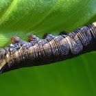 Hawk Moth caterpillar