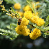 Acacia with bee