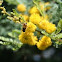 Acacia with bee