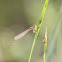 Unknown Damselfly