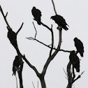 turkey vultures