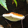 Red-Banded Polypore