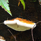 Red-Banded Polypore
