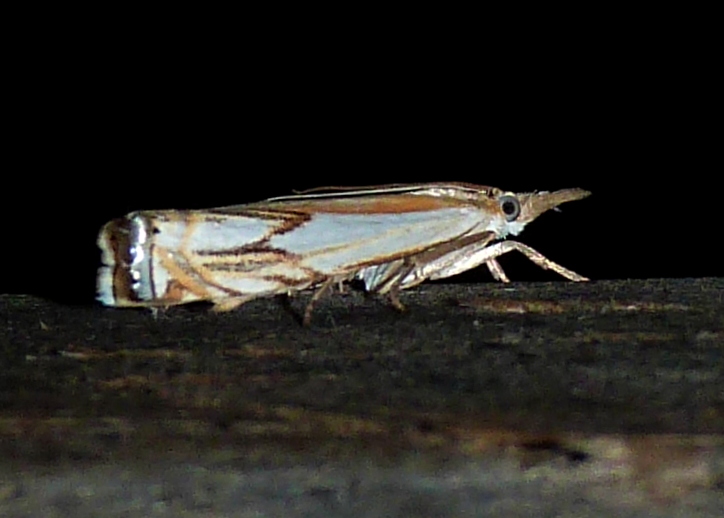Double-banded Grass-Veneer Moth