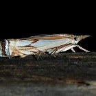 Double-banded Grass-Veneer Moth