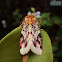 Lily Caterpillar Moth