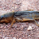 Oriental Mole Cricket