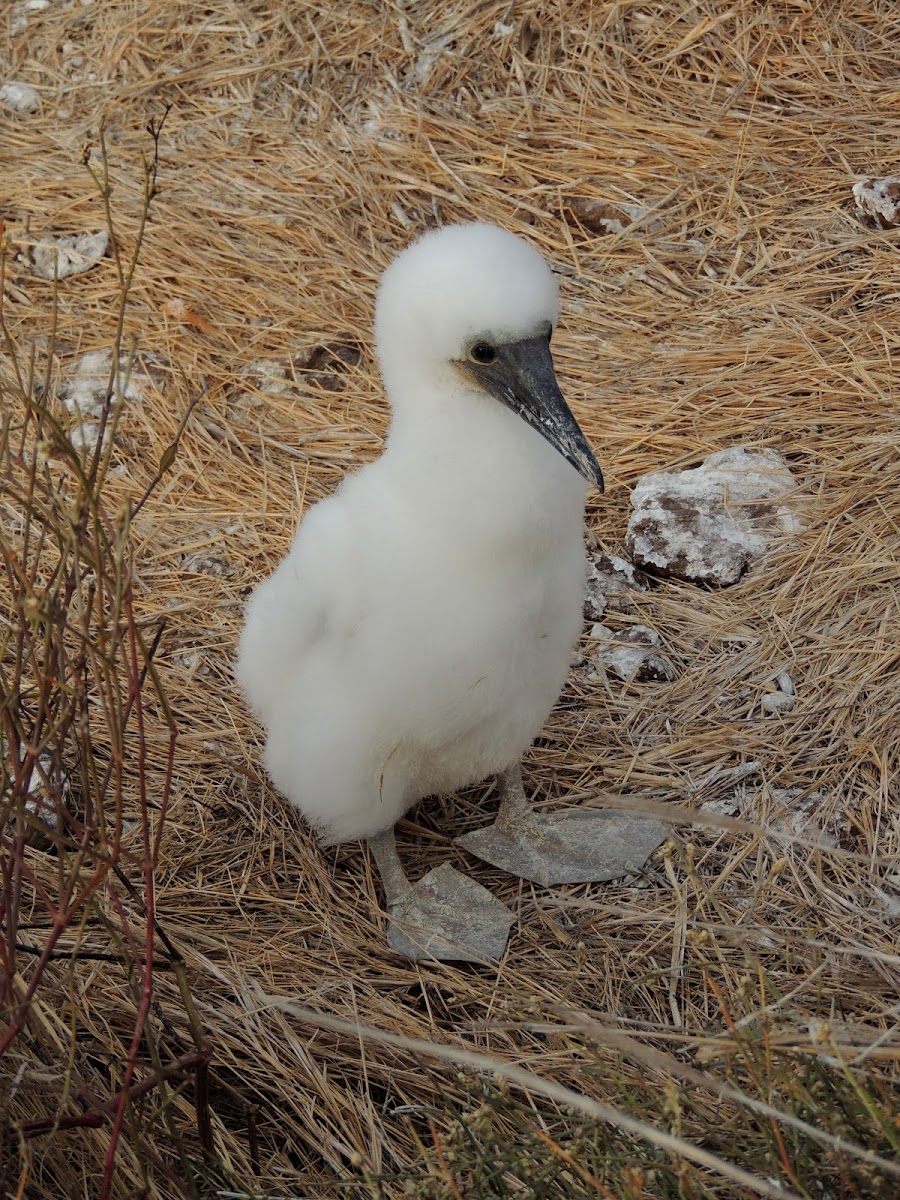 Blue footed booby (chick)