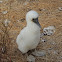 Blue footed booby (chick)