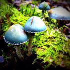 Verdigris agaric