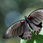 Great Mormon - Butterfly