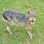 Patagonian mara